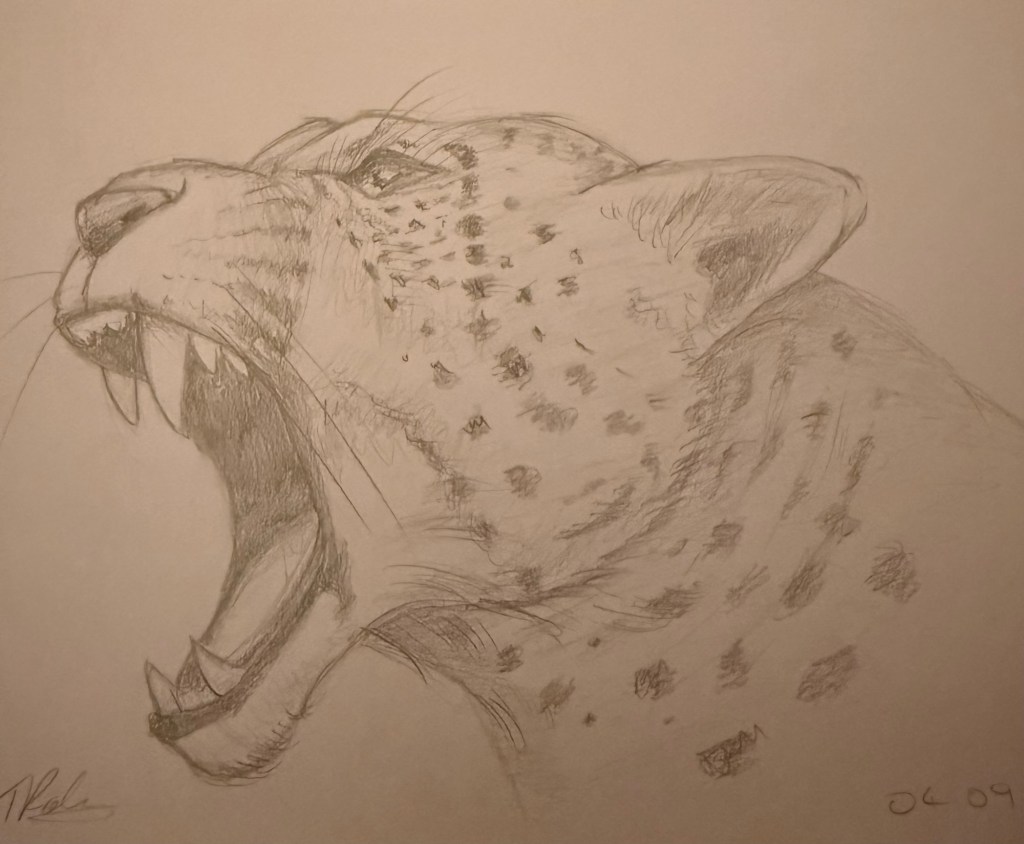 A pencil sketch on a leopards face roaring.